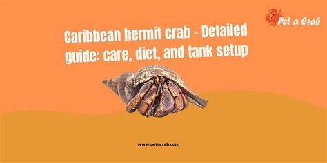 Caribbean Hermit Crab – Detailed Guide: Care, Diet .